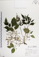 楝、苦楝藏品圖，第1張