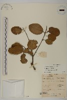 訶梨勒、訶子藏品圖，第1張