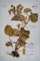 登錄號:S077510藏品圖，第1張