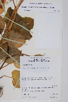 登錄號:S077510藏品圖，第2張