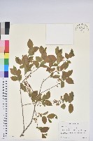 登錄號:S077518藏品圖，第1張