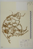 登錄號:S077520藏品圖，第1張