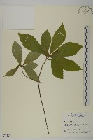 登錄號:S077521藏品圖，第1張