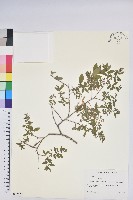 登錄號:S077527藏品圖，第1張