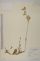 登錄號:S077541藏品圖，第1張