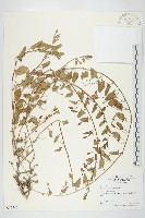 田旋花藏品圖，第1張
