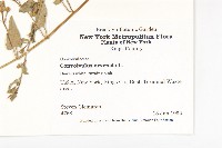 田旋花藏品圖，第2張