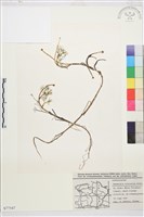 登錄號:S077547藏品圖，第1張