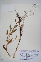 登錄號:S077558藏品圖，第1張