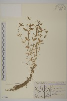 雀舌草藏品圖，第1張