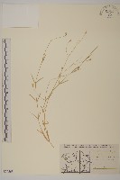 沼繁縷藏品圖，第1張