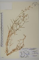 沼繁縷藏品圖，第1張