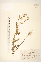 歐洲黃菀藏品圖，第1張