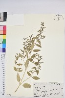 登錄號:S077576藏品圖，第1張