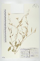 蘿蔔、夢卜藏品圖，第1張