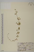 三脈種阜草藏品圖，第1張