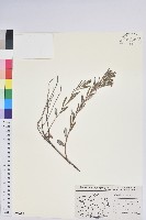 登錄號:S077618藏品圖，第1張