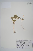 五福花藏品圖，第1張