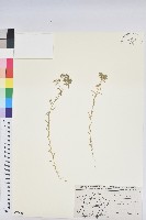 矮生大戟藏品圖，第1張