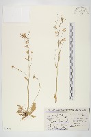 鼠耳芥藏品圖，第1張