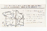 鼠耳芥藏品圖，第2張