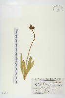 桔黃山柳菊藏品圖，第1張