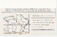 桔黃山柳菊藏品圖，第2張