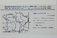 枸骨葉冬青藏品圖，第2張