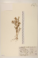 同花母菊藏品圖，第1張