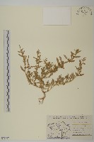 灰綠藜藏品圖，第1張