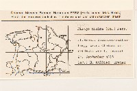 纖細絮菊藏品圖，第2張