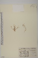 登錄號:S077650藏品圖，第1張