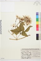 葡萄葉鐵線蓮藏品圖，第1張