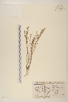 纖細絮菊藏品圖，第1張