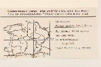 纖細絮菊藏品圖，第2張
