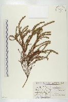 岩高蘭、紅方柏藏品圖，第1張