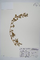 北美莧藏品圖，第1張