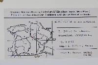 北美莧藏品圖，第2張