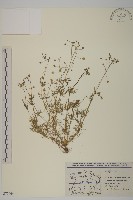 大爪草藏品圖，第1張