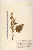 登錄號:S077669藏品圖，第1張