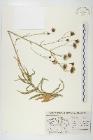 山柳菊藏品圖，第1張