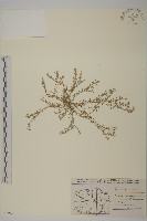 登錄號:S077676藏品圖，第1張