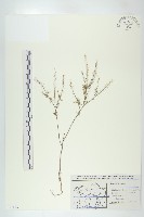 柱毛獨行菜藏品圖，第1張