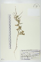 鉆果大蒜芥藏品圖，第1張