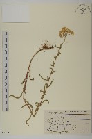 洋蓍草、千葉蓍藏品圖，第1張