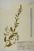 登錄號:S077690藏品圖，第1張