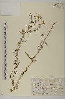 珠蓍藏品圖，第1張