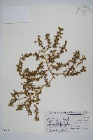 北美莧藏品圖，第1張