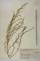 細葉山艾藏品圖，第1張