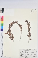 登錄號:S077735藏品圖，第1張